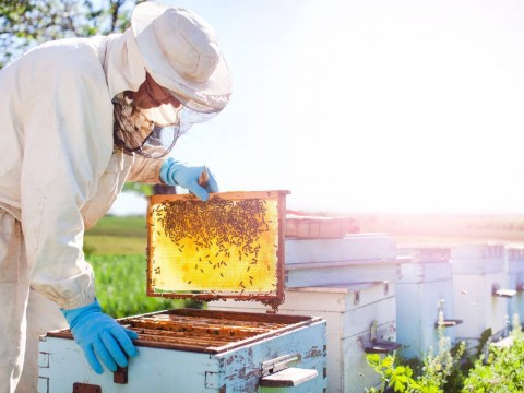محصولات خوراک زنبور عسل